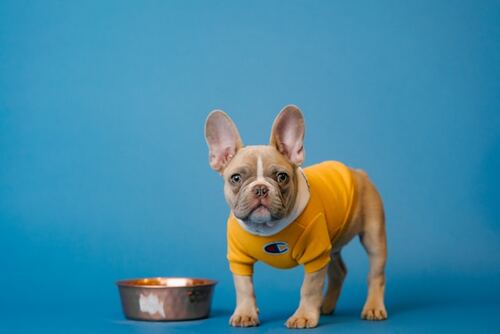 How to Choose the Best Dog Food in Sydney for Your Pet’s Specific Needs